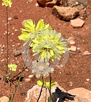 Yellow Everlasting Wildflowers in Western Australian outback