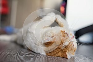 yellow Exotic shorthair cat lie down to rest