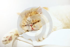 yellow exotic shorthair cat sleep or nap on bed