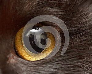 Yellow eye of a black cat as a background