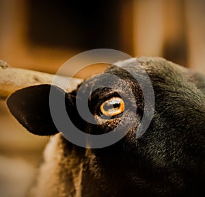 The yellow eye of a black sheep standing on a farm in a pen. Livestock and agriculture. Portrait of a sheep