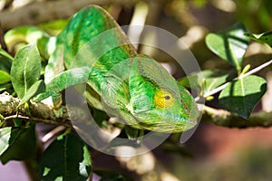 Yellow eye chameleon photo