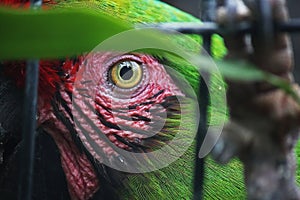YELLOW EYE OF GREEN MILITARY MACAW PARROT IN A CAGE