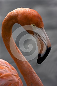 Yellow eye in republica dominicana photo