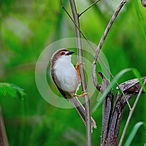 Yellow-eyed Babbler