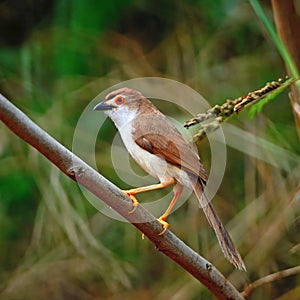 Yellow-eyed Babbler