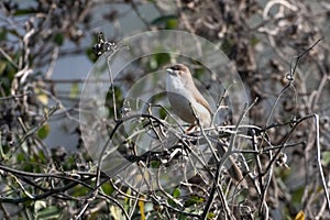 yellow-eyed babbler or Chrysomma sinense at Jhalana Reserve in Rajasthan India