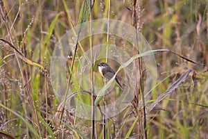 Yellow-eyed babbler Chrysomma sinense perching on the grass twig in the Forest