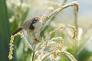 Yellow-eyed Babbler Is clinging on the corn flower