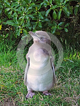 Yellow-eyed baby penguin