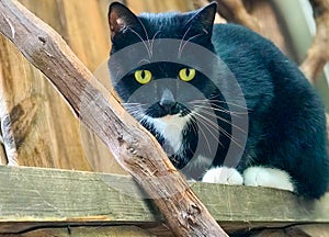 Yellow - eyed black cat face portrait