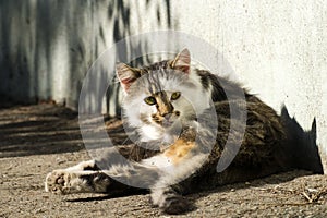 Yellow-eyed cat basked in the sun near the house