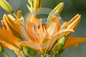 Yellow-eyed daylily blooming with buds