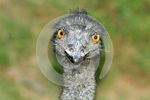 Yellow eyed emu face shot