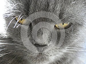 Yellow-eyed gray cat serious angry pensive