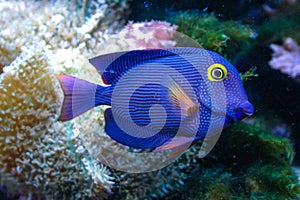 Yellow Eyed Kole Tang in reef aquarium, Ctenochaetus strigosus