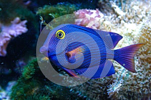 Yellow Eyed Kole Tang in reef aquarium, Ctenochaetus strigosus