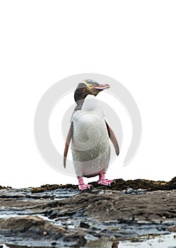 Yellow-eyed penguin