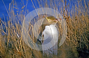 Yellow-Eyed Penguin