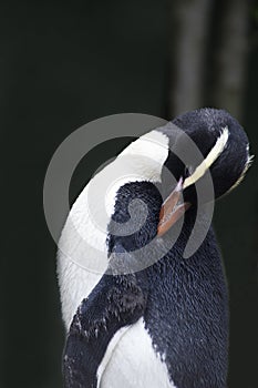 Yellow Eyed Penguin