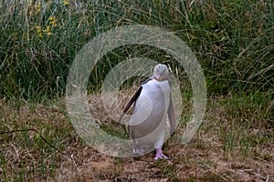 A Yellow-eyed Penguin on the beach near Dunedin New Zealand