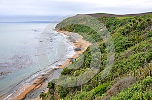 Yellow-eyed penguin colony in Oamaru