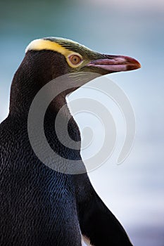 Yellow-eyed Penguin photo