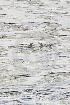 Yellow-eyed penguin couple in the water fluttering and squawking each other at Bushy beach in New Zealand