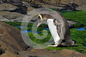 Yellow Eyed Penguin with Craned Neck