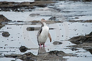 Yellow Eyed Penguin Hoiho