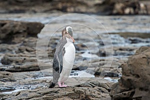 Yellow Eyed Penguin Hoiho