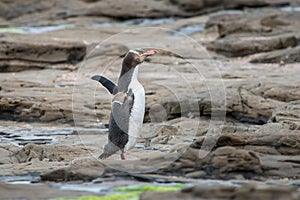 Yellow Eyed Penguin Hoiho