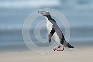 Yellow-eyed penguin - hoiho - Megadyptes antipodes, breeds along the eastern and south-eastern coastlines of the South Island of photo