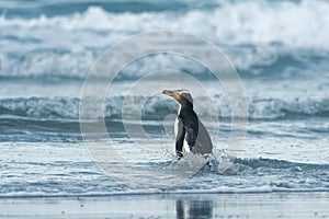 Yellow-eyed penguin - hoiho - Megadyptes antipodes, breeds along the eastern and south-eastern coastlines of the South Island of