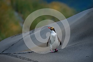 Yellow-eyed penguin - hoiho - Megadyptes antipodes, breeds along the eastern and south-eastern coastlines of the South Island of