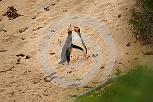 Yellow-eyed penguin - hoiho - Megadyptes antipodes, breeds along the eastern and south-eastern coastlines of the South Island of photo