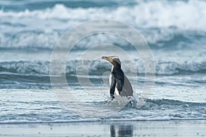 Yellow-eyed penguin - hoiho - Megadyptes antipodes, breeds along the eastern and south-eastern coastlines of the South Island of photo