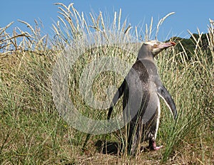 Yellow Eyed Penguin in its Grassy Habitat