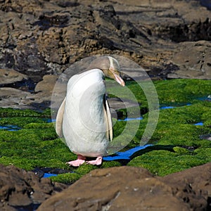 Yellow Eyed Penguin Looking Sideways