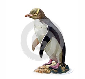 The yellow-eyed penguin Megadyptes antipodes