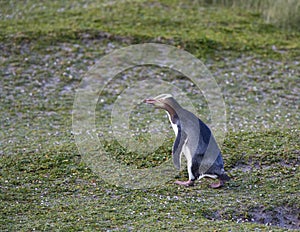 Yellow-eyed Penguin, Megadyptes antipodes