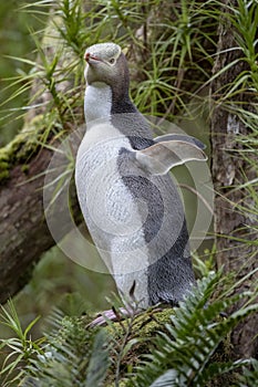 Yellow-eyed Penguin, Megadyptes antipodes