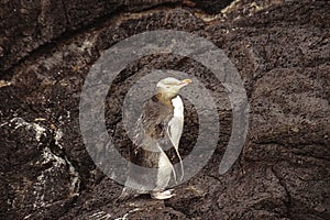 The yellow-eyed penguin Megadyptes antipodes, known also as hoiho or tarakaka at Otago Peninsula in New Zealand.