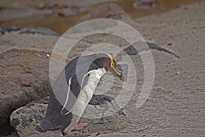 The yellow-eyed penguin Megadyptes antipodes, known also as hoiho or tarakaka at the shore of Otago Peninsula, New Zealand.
