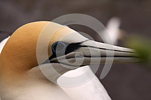 Yellow-eyed Penguin, Megadyptes antipodes, the rarest penguin, North Island, New Zealand