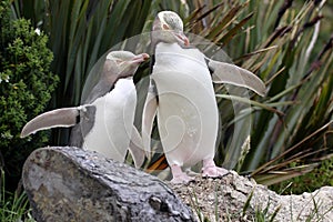 The Yellow-eyed Penguin, Megadyptes antipodes, is the rarest penguin, South Island New Zealand