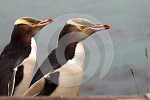 The Yellow-eyed Penguin, Megadyptes antipodes, is the rarest penguin, South Island New Zealand