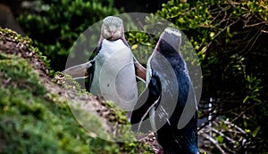 Yellow-eyed penguin New Zealand