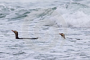 Yellow Eyed Penguin in New Zealand