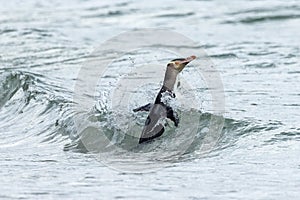 Yellow Eyed Penguin in New Zealand